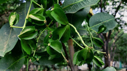 Arjuna Tree: The Ayurvedic Heart Protector with Powerful Health Benefits