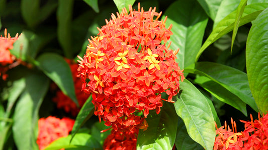 Ashoka Tree: Sacred Roots and Healing Power